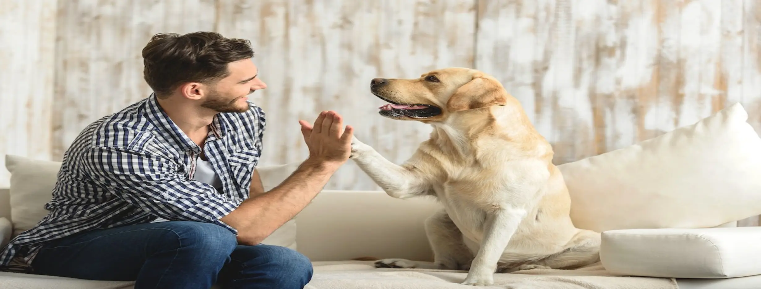Image for Pet Friendly